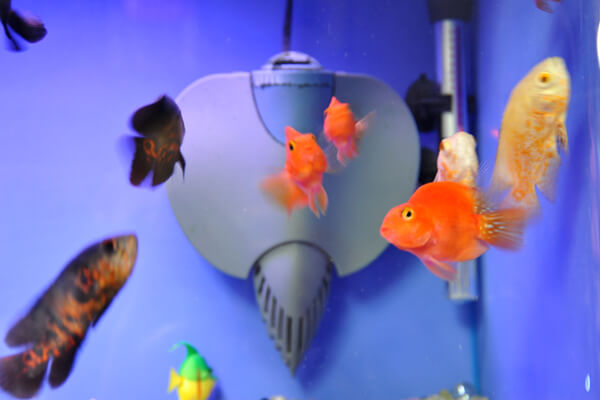 E2A_7 KOLONNADE PET BOUTIQUE - Kolonnade Shopping Mall